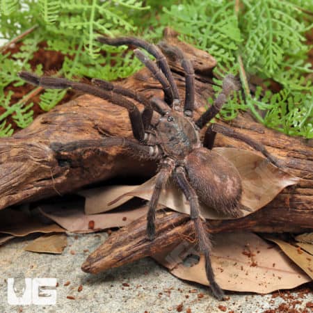 Saraburi Earth Tiger Tarantula (Chilobrachys sp) For Sale - Underground Reptiles