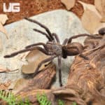 Saraburi Earth Tiger Tarantula (Chilobrachys sp) For Sale - Underground Reptiles