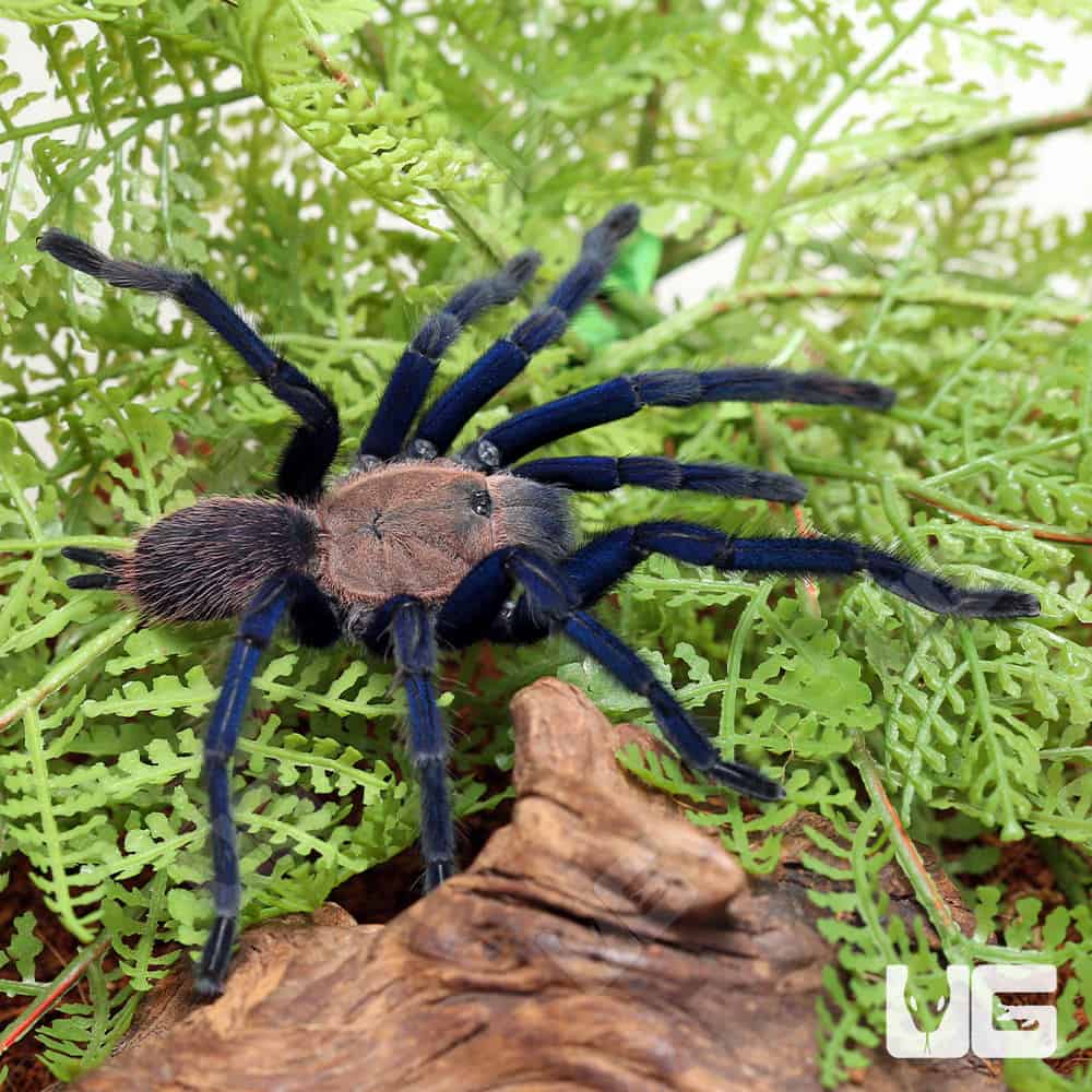 South Thailand Blue Tarantula Chilobrachys Sp South Blue For Sale 