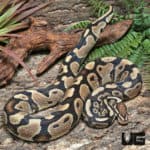2021 Male Dinker Het Albino Ball Python (Proven) #J50 (Python regius) For Sale - Underground Reptiles
