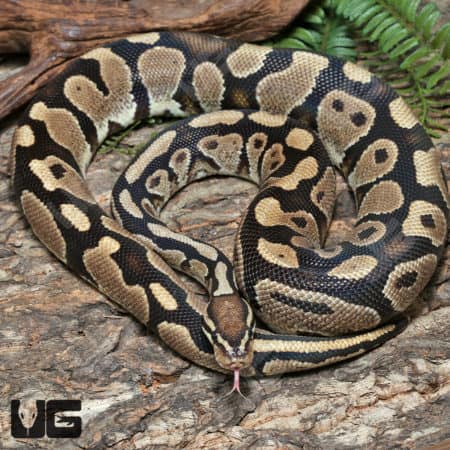 2021 Male Dinker Het Albino Ball Python (Proven) #J50 (Python regius) For Sale - Underground Reptiles