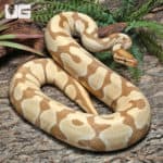 2021 Male Freedom Dinker Hurricane Ball Python (Python regius) For Sale - Underground Reptiles