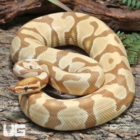 2021 Male Freedom Dinker Hurricane Ball Python (Python regius) For Sale - Underground Reptiles
