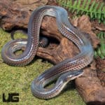 Sunbeam Snakes (Xenopeltis unicolor) For Sale - Underground Reptiles