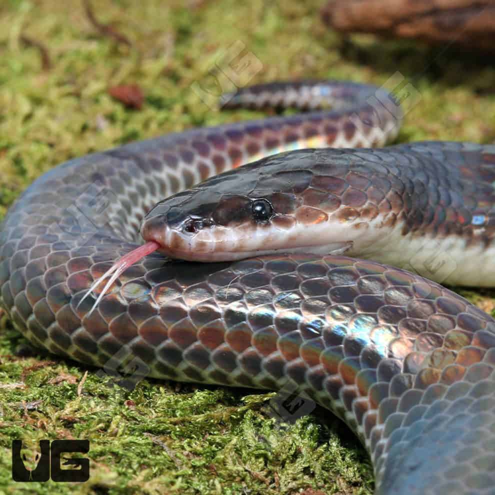 Sunbeam Snakes For Sale Underground Reptiles