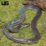 Sunbeam Snakes (Xenopeltis unicolor) For Sale - Underground Reptiles