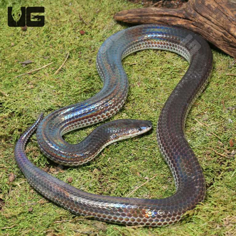 Sunbeam Snakes For Sale - Underground Reptiles