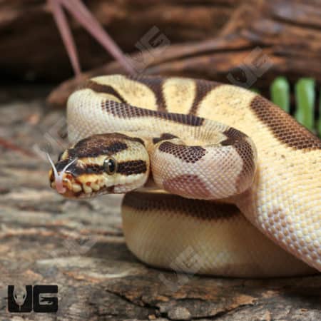 Yearling Male Super High Intensity OD Enchi YB or Asphalt Ball Python #J22 (Python regius) For Sale - Underground Reptiles