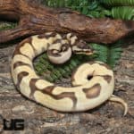 Yearling Male Super High Intensity OD Enchi YB or Asphalt Ball Python #J22 (Python regius) For Sale - Underground Reptiles