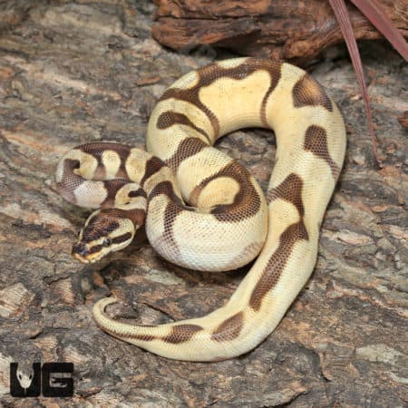 Yearling Male Super High Intensity OD Enchi YB or Asphalt Ball Python #J22 (Python regius) For Sale - Underground Reptiles