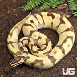 Super Orange Dream Ball Python (Python regius) For Sale - Underground Reptiles