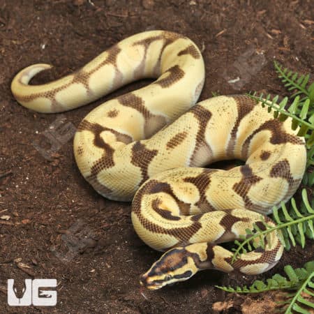 Super Orange Dream Ball Python (Python regius) For Sale - Underground Reptiles