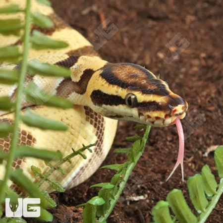 Super Orange Dream Ball Python (Python regius) For Sale - Underground Reptiles