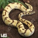 Super Orange Dream Ball Python (Python regius) For Sale - Underground Reptiles