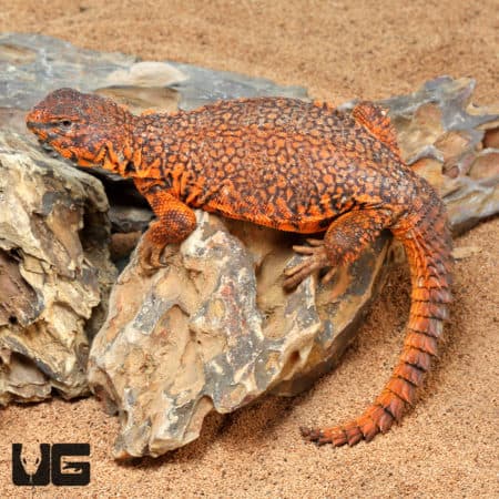 Saharan Red Uromastyxs For Sale - Underground Reptiles