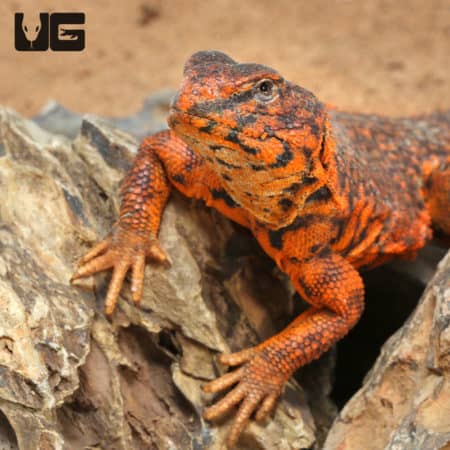 Red Uromastyx (Uromastyx geyri) For Sale - Underground Reptiles