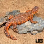 Red Uromastyx (Uromastyx geyri) For Sale - Underground Reptiles