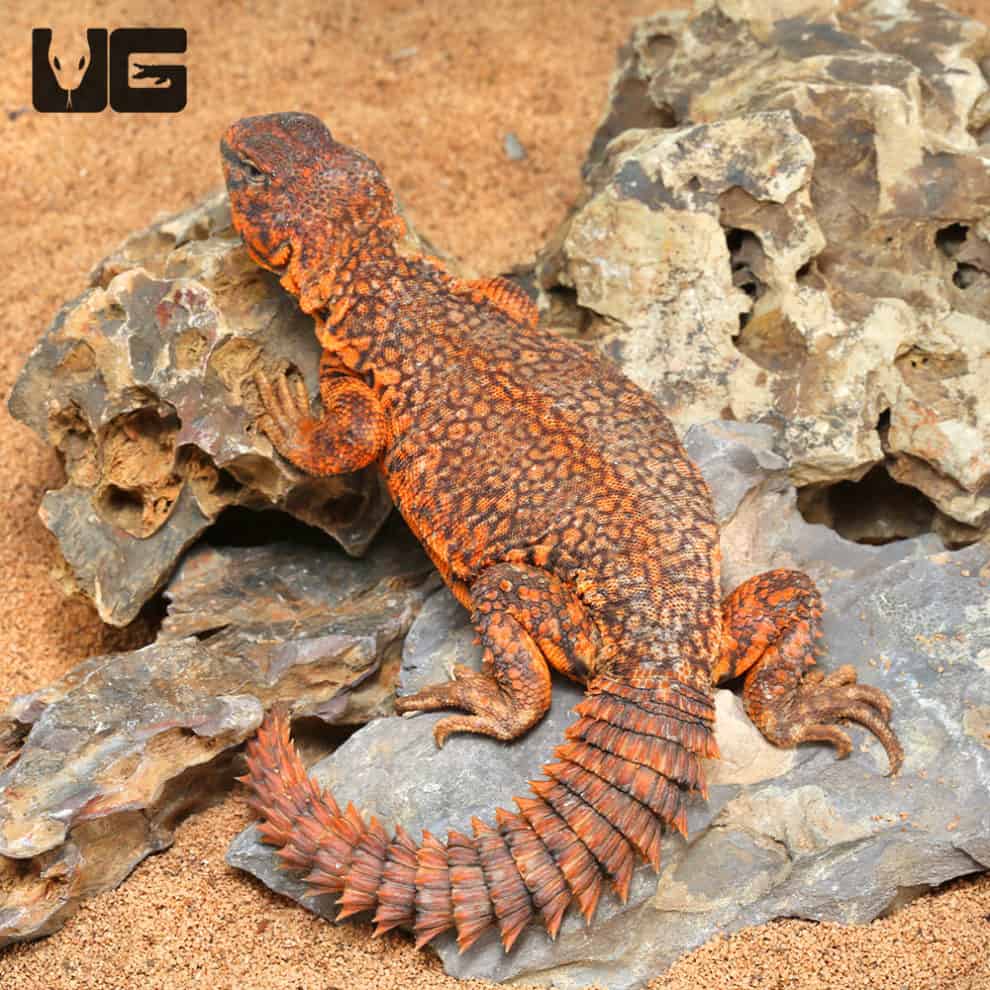 Saharan Red Uromastyxs For Sale - Underground Reptiles