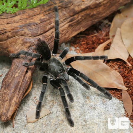 Uthai Thani Earth Tiger Tarantula (Ornithoctonus Sp.) For Sale - Underground Reptiles