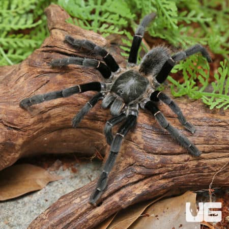 Uthai Thani Earth Tiger Tarantula (Ornithoctonus Sp.) For Sale - Underground Reptiles