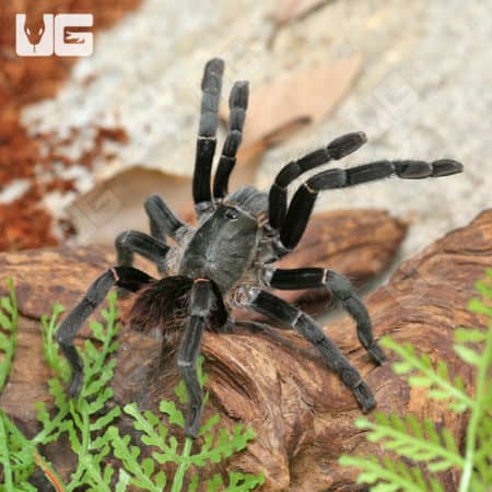 Uthai Thani Earth Tiger Tarantula (Ornithoctonus Sp.) For Sale - Underground Reptiles
