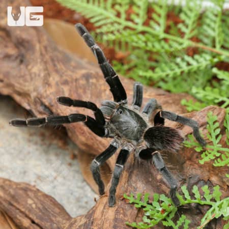 Uthai Thani Earth Tiger Tarantula (Ornithoctonus Sp.) For Sale - Underground Reptiles