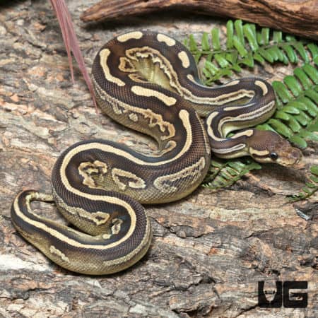 Yearling Female Black Pastel Mojave GHI Het Pied Ball Python #J39 (Python regius) For Sale - Underground Reptiles
