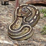 Yearling Female Black Pastel Mojave GHI Het Pied Ball Python #J39 (Python regius) For Sale - Underground Reptiles