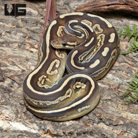 Yearling Female Black Pastel Mojave GHI Het Pied Ball Python #J39 (Python regius) For Sale - Underground Reptiles