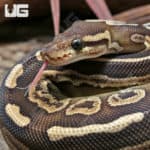 Yearling Female Black Pastel Mojave GHI Het Pied Ball Python #J39 (Python regius) For Sale - Underground Reptiles