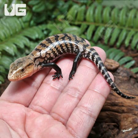 Baby Indonesian Blue Tongue Skinks (Tiliqua sp.) For Sale - Underground Reptiles