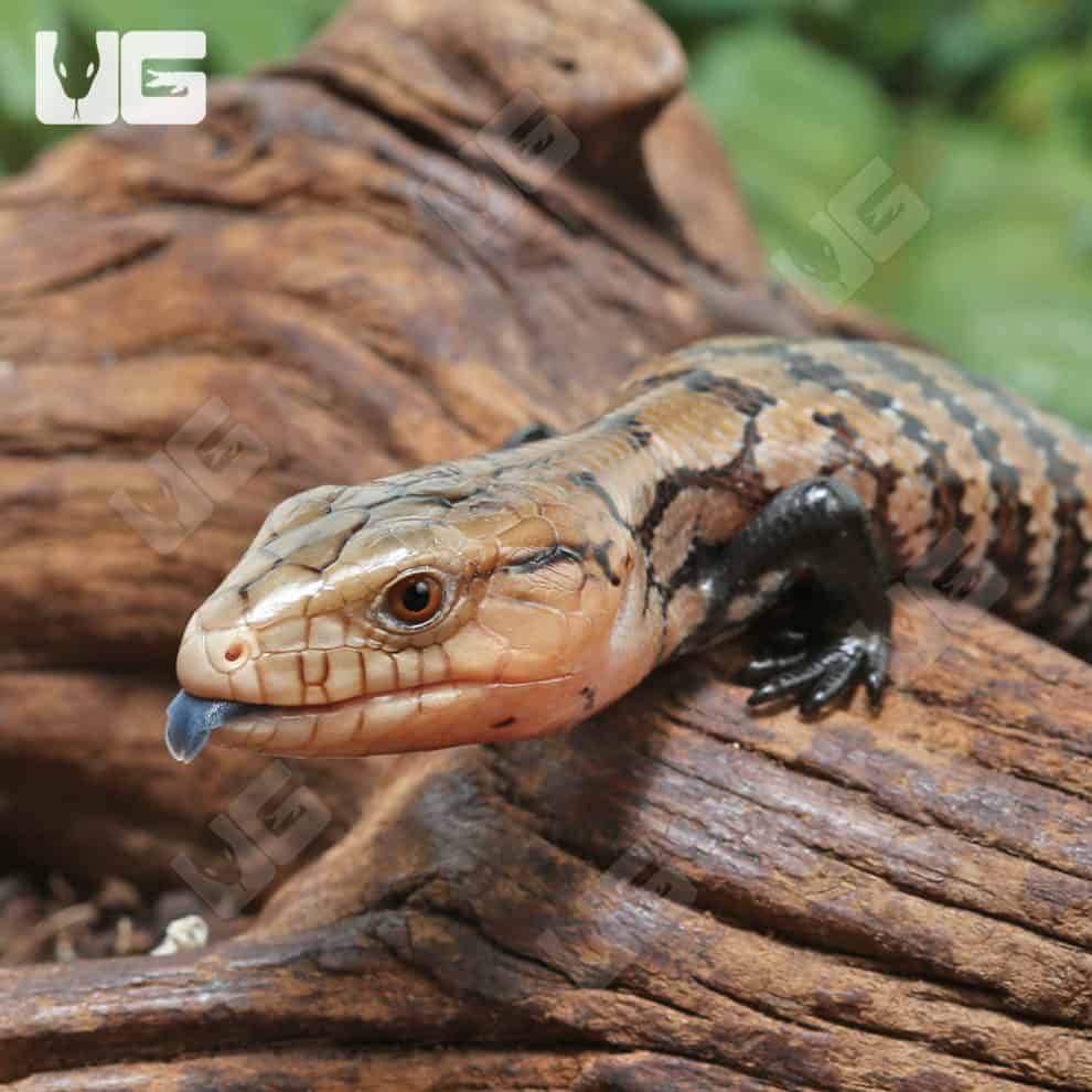 Irian Jaya Blue Tongue Skinks For Sale Underground Reptiles