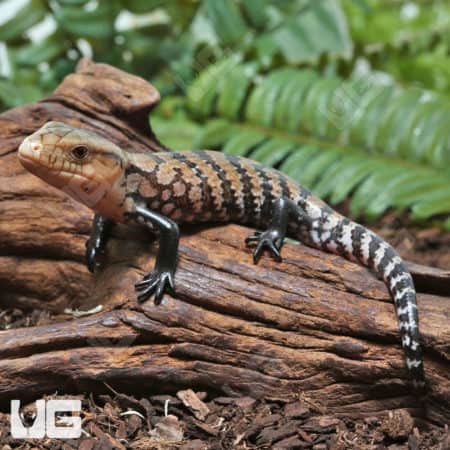 Baby Indonesian Blue Tongue Skinks (Tiliqua sp.) For Sale - Underground Reptiles