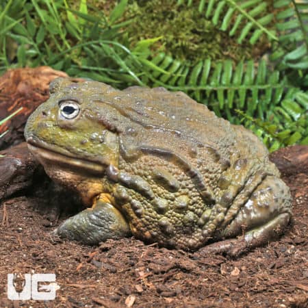 Giant Pixie Frog, adult, in natural habitat during live show.