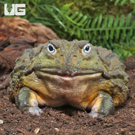 Giant Pixie Frog, a popular amphibian, showcased during a live reptile show at Underground Reptiles.