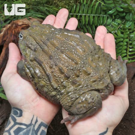 Giant Pixie Frog held in hand, showcasing its size and unique texture.