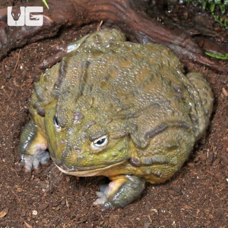 Giant Pixie Frog in a live reptile show at Underground Reptiles.