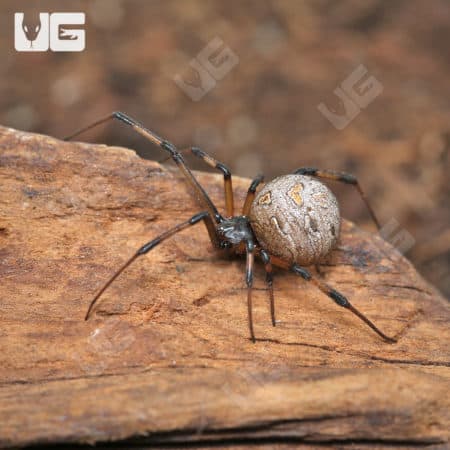 Brown Widow Spiders (Latrodectus geometricus) for sale