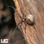 Brown Widow Spiders (Latrodectus geometricus) for sale