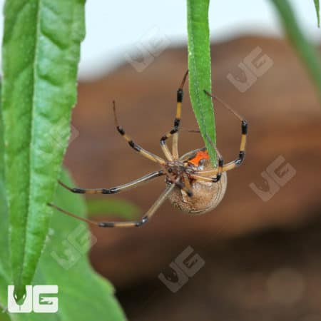 Brown Widow Spiders (Latrodectus geometricus) for sale