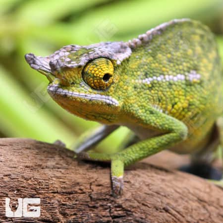 Canopy Chameleons (Furcifer willisi) for sale