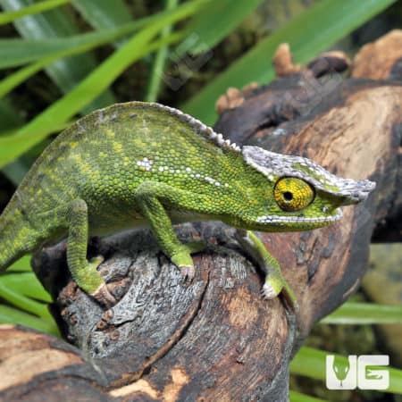 Canopy Chameleons (Furcifer willisi) for sale
