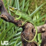 Canopy Chameleons (Furcifer willisi) for sale