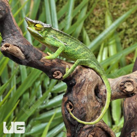 Canopy Chameleons (Furcifer willisi) for sale