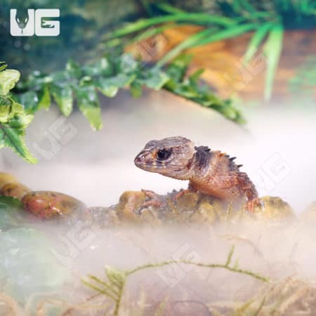 White Eyed Crocodile Skinks (Triblonotus novaeguineae) For Sale - Underground Reptiles