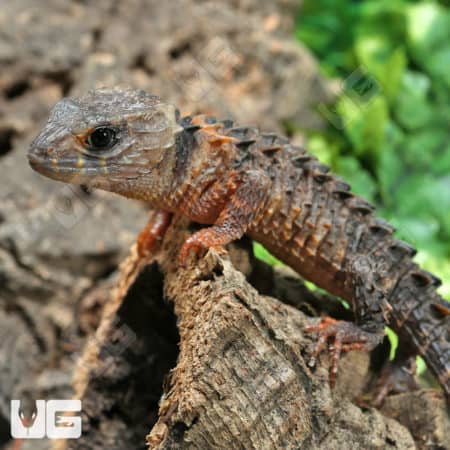 White Eyed Crocodile Skinks (Triblonotus novaeguineae) For Sale - Underground Reptiles