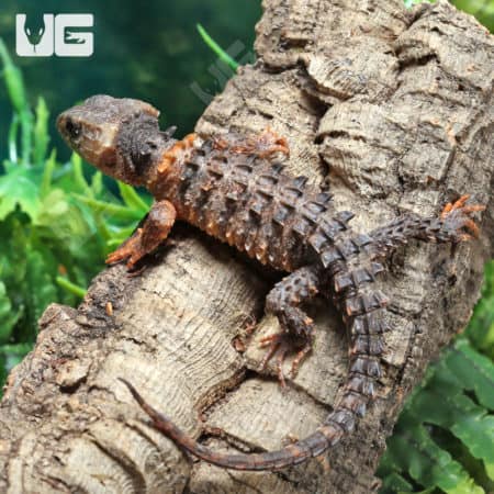 White Eyed Crocodile Skinks (Triblonotus novaeguineae) For Sale - Underground Reptiles