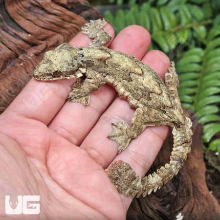 Flying Geckos (Ptychozoon kuhli) for sale