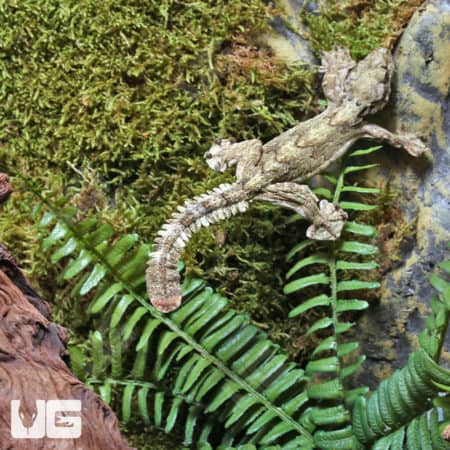 Flying Geckos (Ptychozoon kuhli) for sale