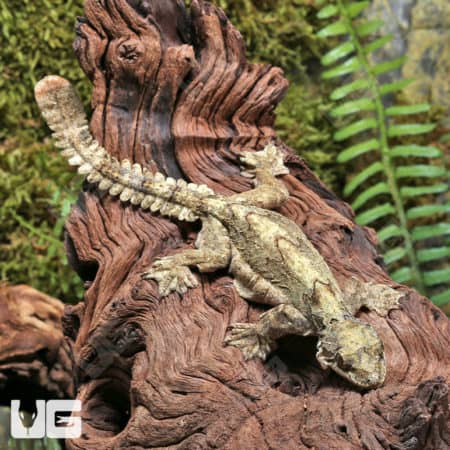 Flying Geckos (Ptychozoon kuhli) for sale